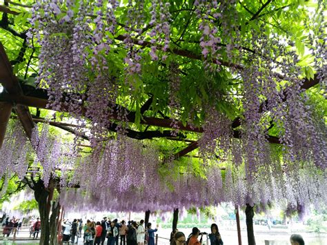 日本最大的紫藤萝花园，拥有150岁的大紫藤，满园紫色太绚烂！