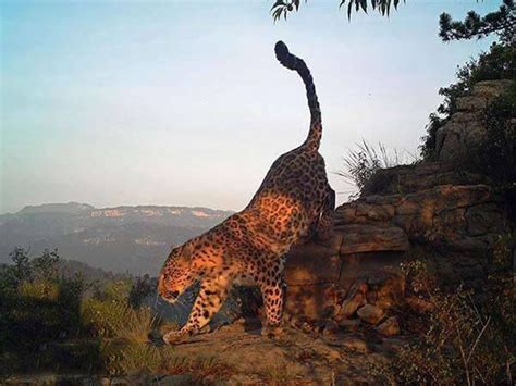 豹子坐在长满地衣的树上俯视高清图片下载-正版图片505654927-摄图网