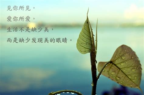 林清玄笔下最美的50段文字，温暖你的心 - 金玉米 | 专注热门资讯视频