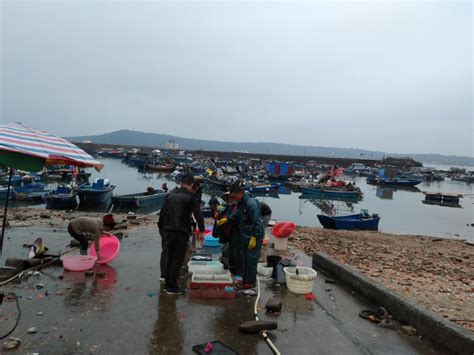 靠海吃海的小渔村，到处都是海鲜，实拍惠州南澳渔船码头