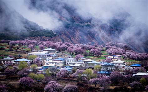 2018年林芝桃花节已确定！下个月来西藏，邂逅中国最美的春天__财经头条