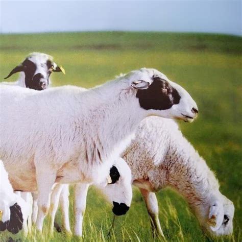 全国哪里的羊肉最好吃？经过评选，这6个地方的羊肉最出名__财经头条