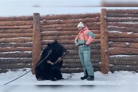 猎熊犬,俄罗斯欧洲莱卡犬,挪威牧羊犬_大山谷图库