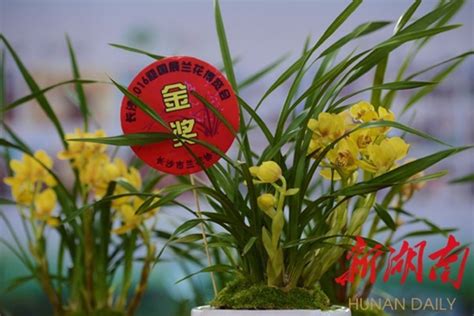兰花什么品种好？十大名贵兰花品种介绍-花木行情-中国花木网