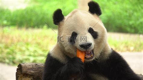 国宝大熊猫吃胡萝卜高清摄影大图-千库网