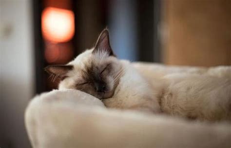 和猫咪一起睡觉是什么感觉？主人：听不到猫“呼噜”，根本睡不着