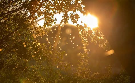 夏日阳光穿过树叶空镜 朦胧美景mp44K视频素材下载-编号530016-潮点视频