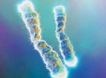 G带染色体的识别特征_生物器材网