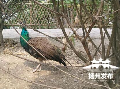 扬州一动物园4只雄孔雀遭游客拔羽毛受伤，目前正在治疗_绿政公署_澎湃新闻-The Paper