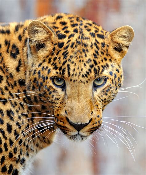 野生猎豹图片-奔跑的豹子素材-高清图片-摄影照片-寻图免费打包下载