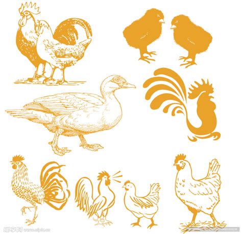鸡鸭鹅能混在一起养殖吗？养鸡时，这些注意事项要知道！影响很大|鹅|养鸡|养殖_新浪新闻
