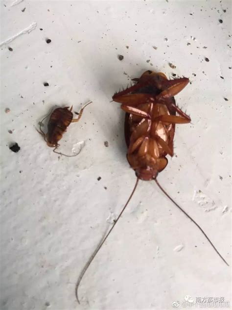 日本最新科研成果，蟑螂成精了！__财经头条
