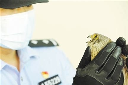多只国家保护鸟类坠落获救助-中国菏泽网