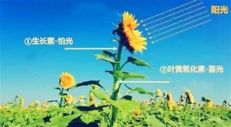 向日葵为什么总是向着太阳？-唐山科技馆