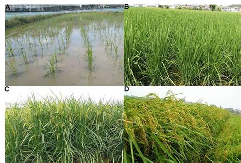 株高达2.2米！中科院推出高产水稻新种质“巨型稻”_中国网联播_中国网