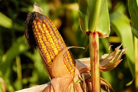 2020年10月19日全国各地最新玉米价格行情走势分析