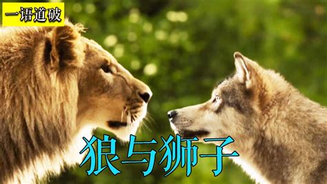 美女与狼图片