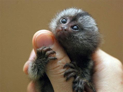 带你去游览神奇的世界--地球上最小的猴子 - 必经地旅游网
