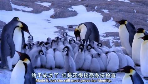 一群企鹅高清摄影大图-千库网