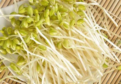 如何自己在家生豆芽，需要准备哪些材料，豆芽菜的种植技巧 - 果百汇网