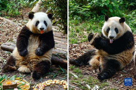 大熊猫龙凤胎姐弟“和花”“和叶”生日会_时图_图片频道_云南网