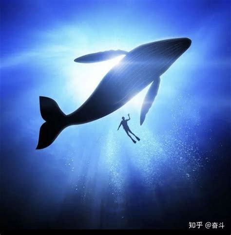 25年坚持拍摄鲸鱼 保证让你大吃一鲸