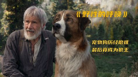 关于狗狗的电影有哪些(十部关于狗狗的感人电影催泪)-风水人