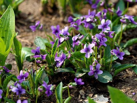 紫花地丁的花语和象征寓意-藤本月季网