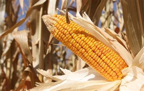 欧盟将批准商用种植转基因玉米遭19国反对 - 热点新闻 - 新农资360网|土壤改良|果树种植|蔬菜种植|种植示范田|品牌展播|农资微专栏