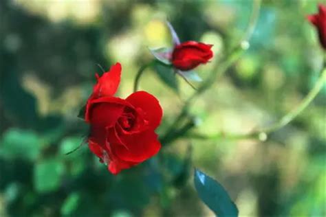 21朵玫瑰代表什么 二十一朵红玫瑰的花语_华夏智能网