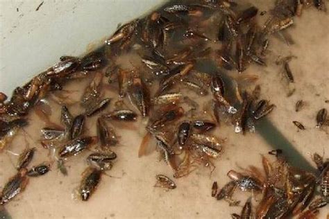 蟑螂繁殖速度有多快，寿命有多长，吃什么食物？ - 农敢网