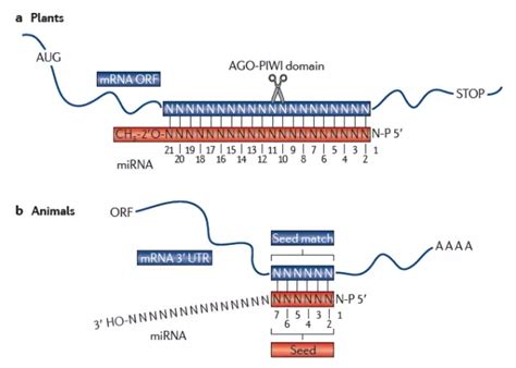 miRNA的功能及其作用机制 - 知乎