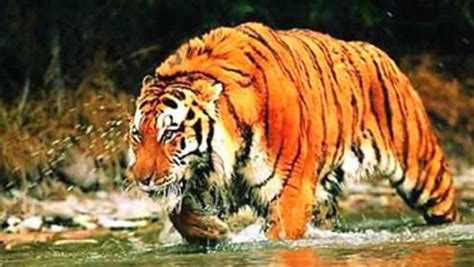 河南原阳一只逃脱老虎被抓，曾在国道被撞伤打麻药抓住|界面新闻 · 中国