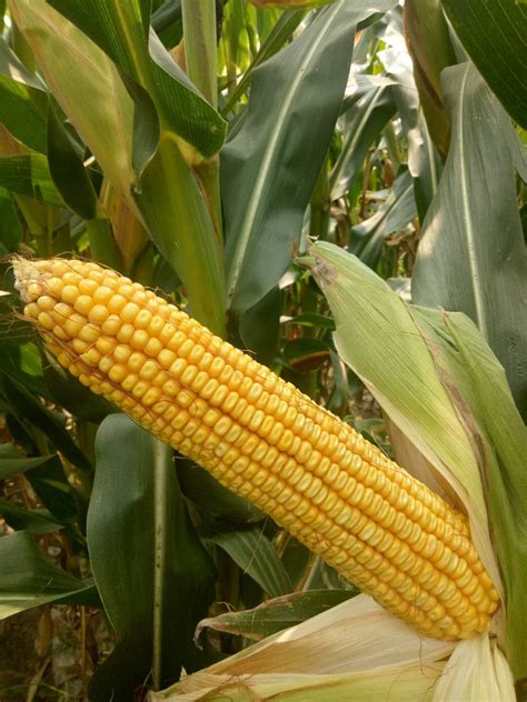 玉米高产七分靠播种，播种玉米要注意什么？|干货_北京禾佳源农业科技股份有限公司