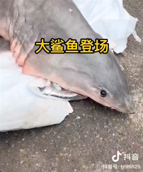 提子吃鲨鱼原视频……|鲨鱼|大白鲨_新浪新闻