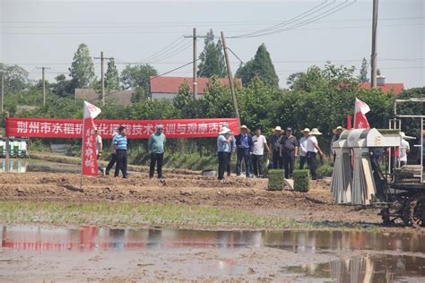 荆州市举办水稻机械化播栽技术培训与现场观摩活动 - 荆州市农业农村局