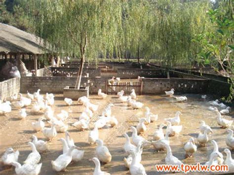 养30万只鸡仅需五六个人 探访黑龙江省首个数字化养鸡场_自动化_分割_车间