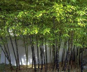 种植紫竹的最佳季节？-绿宝园林网