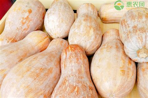 贝贝南瓜 国产/日本进口品种惠和一号 板栗味南瓜 当季粉糯甜新鲜-阿里巴巴