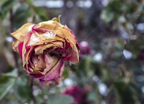 秋天雪下的玫瑰冬天来得早高清图片下载-正版图片504310036-摄图网