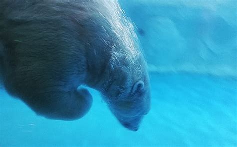 极地海洋动物馆——绚烂夺目的新增表演项目 “南极精灵”捕食记