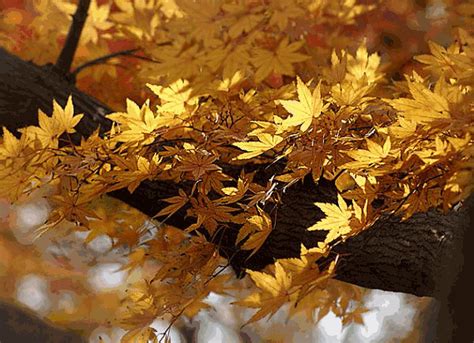 秋天是落叶之美，一阵阵瑟瑟的风吹过之后，夏走了，秋来了。树叶由原来的繁密到枯黄，再落下。这是一个过程，但也十分美丽。我走