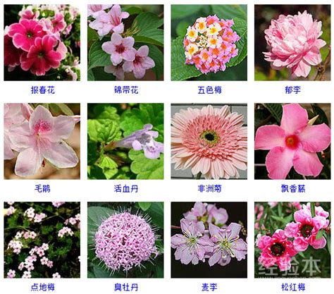 各种花卉的名称及对应图片