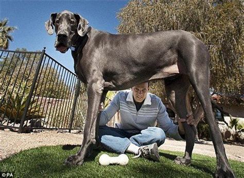 组图：全球最高大狗在美去世 站立高度达2.2米--财经--人民网