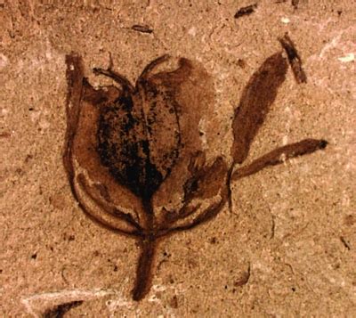南京专家发现地球上“最古老的”花 已经1.25亿岁_江苏频道_凤凰网