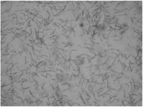 构建一株表达副猪嗜血杆菌Omp26基因的猪霍乱减毒沙门菌重组菌株的制作方法_2