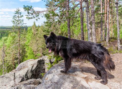 一只黑狗在俄罗斯卡雷利高清图片下载-正版图片505489860-摄图网