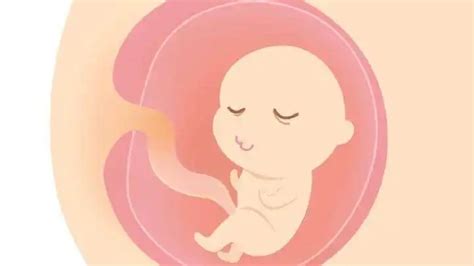 胎儿发育全过程图，原来胎宝宝在妈妈肚子里是这样长大的，神奇！