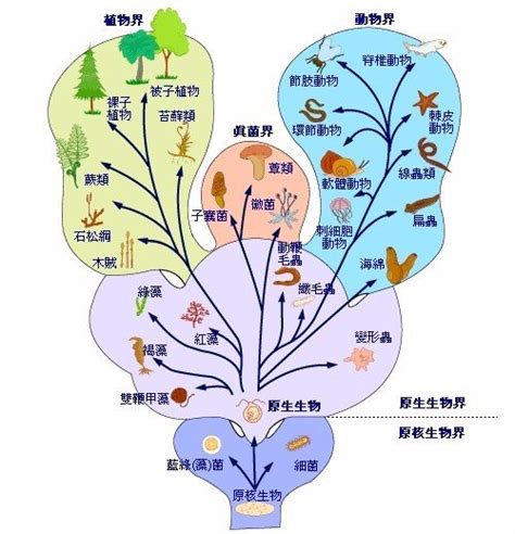中考生物知识点分类结构图-5_北京新东方学校