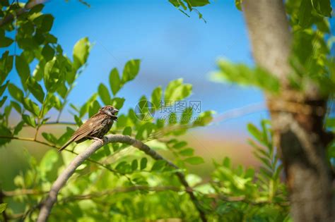 夏天湿润的麻雀温暖的天气与树枝相伴橙色高清图片下载-正版图片505747357-摄图网